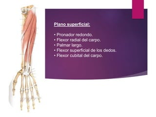 Plano superficial:
• Pronador redondo.
• Flexor radial del carpo.
• Palmar largo.
• Flexor superficial de los dedos.
• Flexor cubital del carpo.
 