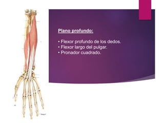 Plano profundo:
• Flexor profundo de los dedos.
• Flexor largo del pulgar.
• Pronador cuadrado.
 