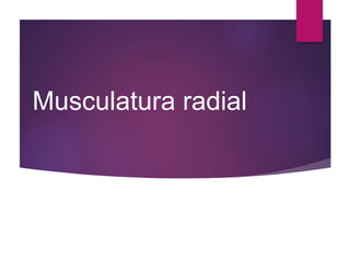 Musculatura radial
 