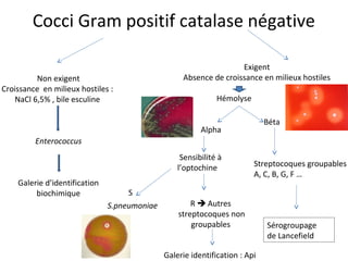 Cocci Gram positif catalase négative

                                                                   Exigent
         Non exigent                               Absence de croissance en milieux hostiles
Croissance en milieux hostiles :
   NaCl 6,5% , bile esculine                                  Hémolyse

                                                                             Béta
                                                         Alpha
         Enterococcus
                                                   Sensibilité à
                                                  l’optochine            Streptocoques groupables
                                                                         A, C, B, G, F …
    Galerie d’identification
         biochimique                S
                               S.pneumoniae           R  Autres
                                                  streptocoques non
                                                      groupables             Sérogroupage
                                                                             de Lancefield

                                              Galerie identification : Api
 