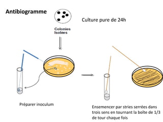 Antibiogramme
                        Culture pure de 24h




    Préparer inoculum
                            Ensemencer par stries serrées dans
                            trois sens en tournant la boîte de 1/3
                            de tour chaque fois
 