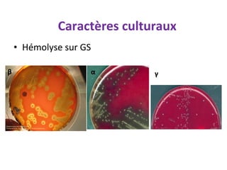 Caractères culturaux
    • Hémolyse sur GS

β                   α        γ
 