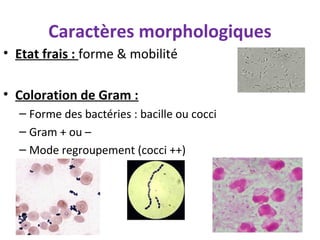 Caractères morphologiques
• Etat frais : forme & mobilité

• Coloration de Gram :
  – Forme des bactéries : bacille ou cocci
  – Gram + ou –
  – Mode regroupement (cocci ++)
 