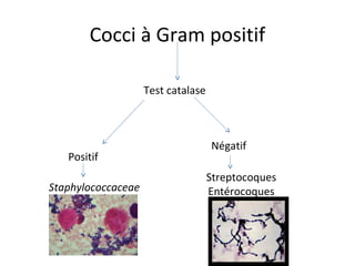 Cocci à Gram positif

                    Test catalase



                                    Négatif
   Positif
                                    Streptocoques
Staphylococcaceae                   Entérocoques
 