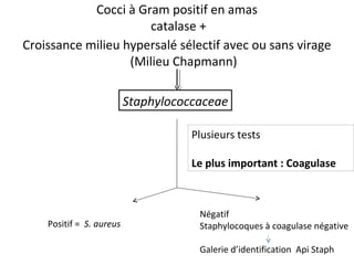 Cocci à Gram positif en amas
                      catalase +
Croissance milieu hypersalé sélectif avec ou sans virage
                   (Milieu Chapmann)

                          Staphylococcaceae

                                     Plusieurs tests

                                     Le plus important : Coagulase



                                      Négatif
    Positif = S. aureus               Staphylocoques à coagulase négative

                                      Galerie d’identification Api Staph
 