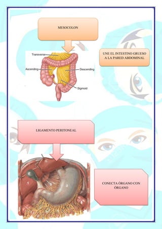 MESOCOLON
UNE EL INTESTINO GRUESO
A LA PARED ABDOMINAL
LIGAMENTO PERITONEAL
CONECTA ÓRGANO CON
ÓRGANO
 