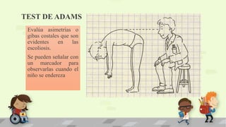 Adams Test Exploración de la columna vertebral / Pediatría | PPTX
