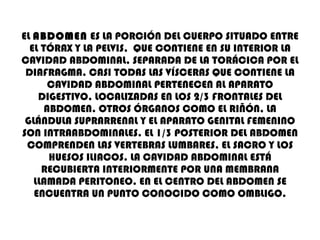 EL  ABDOMEN  ES LA PORCIÓN DEL CUERPO SITUADO ENTRE EL TÓRAX Y LA PELVIS,  QUE CONTIENE EN SU INTERIOR LA CAVIDAD ABDOMINAL, SEPARADA DE LA TORÁCICA POR EL DIAFRAGMA. CASI TODAS LAS VÍSCERAS QUE CONTIENE LA CAVIDAD ABDOMINAL PERTENECEN AL APARATO DIGESTIVO, LOCALIZADAS EN LOS 2/3 FRONTALES DEL ABDOMEN. OTROS ÓRGANOS COMO EL RIÑÓN, LA GLÁNDULA SUPRARRENAL Y EL APARATO GENITAL FEMENINO SON INTRAABDOMINALES. EL 1/3 POSTERIOR DEL ABDOMEN COMPRENDEN LAS VERTEBRAS LUMBARES, EL SACRO Y LOS HUESOS ILIACOS. LA CAVIDAD ABDOMINAL ESTÁ RECUBIERTA INTERIORMENTE POR UNA MEMBRANA LLAMADA PERITONEO. EN EL CENTRO DEL ABDOMEN SE ENCUENTRA UN PUNTO CONOCIDO COMO OMBLIGO. 