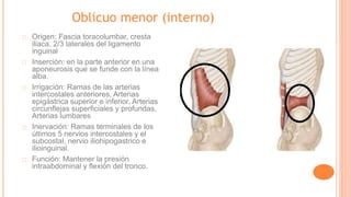 Oblicuo menor (interno)
Origen: Fascia toracolumbar, cresta
iliaca, 2/3 laterales del ligamento
inguinal
Inserción: en la parte anterior en una
aponeurosis que se funde con la línea
alba.
Irrigación: Ramas de las arterias
intercostales anteriores, Arterias
epigástrica superior e inferior, Arterias
circunflejas superficiales y profundas,
Arterias lumbares
Inervación: Ramas terminales de los
últimos 5 nervios intercostales y el
subcostal, nervio iliohipogastrico e
ilioinguinal.
Función: Mantener la presión
intraabdominal y flexión del tronco.
 