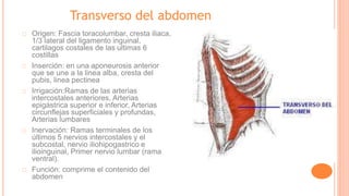 Transverso del abdomen
Origen: Fascia toracolumbar, cresta iliaca,
1/3 lateral del ligamento inguinal,
cartilagos costales de las ultimas 6
costillas
Inserción: en una aponeurosis anterior
que se une a la linea alba, cresta del
pubis, linea pectinea
Irrigación:Ramas de las arterias
intercostales anteriores, Arterias
epigástrica superior e inferior, Arterias
circunflejas superficiales y profundas,
Arterias lumbares
Inervación: Ramas terminales de los
últimos 5 nervios intercostales y el
subcostal, nervio iliohipogastrico e
ilioinguinal, Primer nervio lumbar (rama
ventral).
Función: comprime el contenido del
abdomen
 