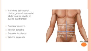 Para una descripción
clínica general, la cavidad
abdominal se divide en
cuatro cuadrantes:
Superior derecho
Inferior derecho
Superior izquierdo
Inferior izquierdo
 