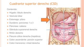 Cuadrante superior derecho (CSD)
Contenido:
❖ Hígado: lóbulo derecho
❖ Vesícula biliar
❖ Estomago: píloro
❖ Duodeno: porciones 1 a 3
❖ Páncreas: cabeza
❖ Glándula suprarrenal derecha
❖ Riñón derecho
❖ Flexura cólica derecha (hepática)
❖ Colon ascendente: porción superior
❖ Colon transverso: mitad derecha
 