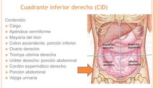 Cuadrante inferior derecho (CID)
Contenido:
❖ Ciego
❖ Apéndice vermiforme
❖ Mayoría del ilion
❖ Colon ascendente: porción inferior
❖ Ovario derecho
❖ Trompa uterina derecha
❖ Uréter derecho: porción abdominal
❖ Cordón espermático derecho:
❖ Porción abdominal
❖ Vejiga urinaria
 