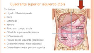 Cuadrante superior izquierdo (CSI)
Contenido
❖ Hígado: lóbulo izquierdo
❖ Bazo
❖ Estomago
❖ Yeyuno
❖ Páncreas: cuerpo y cola
❖ Glándula suprarrenal izquierda
❖ Riñón izquierdo
❖ Flexura cólica izquierda (esplénica)
❖ Colon transverso: mitad izquierda
❖ Colon descendente: porción superior
 
