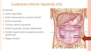 Cuadrante inferior izquierdo (CII)
Contenido
❖ Colon sigmoideo
❖ Colon descendente: porción inferior
❖ Ovario izquierdo
❖ Trompa uterina izquierda
❖ Uréter izquierdo: porción abdominal
❖ Cordón espermático izquierdo porción
abdominal
❖ Vejiga urinaria
 