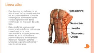 Línea alba
Está formada por la fusión de las
aponeurosis de los músculos rectos
del abdomen derecho e izquierdo
con delgados tendones de tejido
conectivo procedentes de los
extremos de los músculos de cada
lado.
Estos tendones se encuentran
entrecruzados de forma oblicua con
tres estratos en la zona
supraumbilical y convergentes con
un estrato en la infraumbilical
permitiendo cierto movimiento de
distensión necesario para las
funciones corporales cotidianas y
para los embarazos.
 