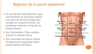 Regiones de la pared abdominal
❖ Es una división del abdomen cuyo
conocimiento es útil porque define
una serie de términos (regiones)
usuales en anatomía clínica. Se
establece mediante el trazado de
líneas ficticias:
❖ dos horizontales (10as costillas,
superior a crestas iliacas
❖ Dos verticales (se elevan desde
los ligamentos inguinales hasta
pared anterior del tórax)
 