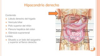 Hipocondrio derecho
Contenido
❖ Lóbulo derecho del hígado
❖ Vesícula biliar
❖ Polo superior del riñón
❖ Flexura hepática del colon
❖ Glándula suprarrenal
Limites
❖ Situado a un lado del epigastrio
y superior al flanco derecho
 