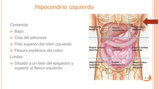 Hipocondrio izquierdo
Contenido
❖ Bazo
❖ Cola del páncreas
❖ Polo superior del riñón izquierdo
❖ Flexura esplénica del colon
Limites
❖ Situado a un lado del epigastrio y
superior al flanco izquierdo
 