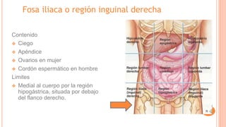 Fosa iliaca o región inguinal derecha
Contenido
❖ Ciego
❖ Apéndice
❖ Ovarios en mujer
❖ Cordón espermático en hombre
Limites
❖ Medial al cuerpo por la región
hipogástrica, situada por debajo
del flanco derecho.
 
