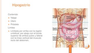 Hipogastrio
Contenido
❖ Vejiga
❖ Útero
❖ Próstata
Limites
❖ Limitada por arriba con la región
umbilical, por abajo con el borde
superior de ambos pubis y lateral
con la línea vertical del musculo
recto del abdomen.
 