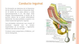 Conducto inguinal
Su formación se relaciona con el descenso
de los testículos durante el desarrollo fetal,
en el adulto es un paso oblicuo y mide
aproximadamente 4 cm. De largo. Esta
dirigido inferomedialmente a través de la
porción inferior de la pared anterolateral
abdominal. Se situa paralela y superior a la
mitad medial del ligamento inguinal.
Las principales extructuras que ocupan el
conducto inguinal son el cordon
espermático en el hombre y ligamentio
redondo del utero de la mujer.
Contiene vasos sanguíneos y linfáticos, y al
nervio ilioinguinal.
 