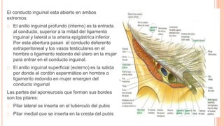 El conducto inguinal esta abierto en ambos
extremos:
El anillo inguinal profundo (interno) es la entrada
al conducto, superior a la mitad del ligamento
inguinal y lateral a la arteria epigástrica inferior.
Por esta abertura pasan el conducto deferente
extraperitoneal y los vasos testiculares en el
hombre o ligamento redondo del útero en la mujer
para entrar en el conducto inguinal.
El anillo inguinal superficial (externo) es la salida
por donde el cordón espermático en hombre o
ligamento redondo en mujer emergen del
conducto inguinal
Las partes del aponeurosis que forman sus bordes
son los pilares:
Pilar lateral se inserta en el tubérculo del pubis
Pilar medial que se inserta en la cresta del pubis
 