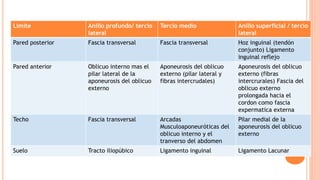 Limite Anillo profundo/ tercio
lateral
Tercio medio Anillo superficial / tercio
lateral
Pared posterior Fascia transversal Fascia transversal Hoz inguinal (tendón
conjunto) Ligamento
inguinal reflejo
Pared anterior Oblicuo interno mas el
pilar lateral de la
aponeurosis del oblicuo
externo
Aponeurosis del oblicuo
externo (pilar lateral y
fibras intercrudales)
Aponeurosis del oblicuo
externo (fibras
intercrurales) Fascia del
oblicuo externo
prolongada hacia el
cordon como fascia
expermatica externa
Techo Fascia transversal Arcadas
Musculoaponeuróticas del
oblicuo interno y el
tranverso del abdomen
Pilar medial de la
aponeurosis del oblicuo
externo
Suelo Tracto iliopúbico Ligamento inguinal Ligamento Lacunar
 