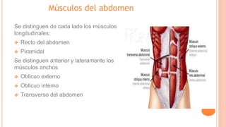 Músculos del abdomen
Se distinguen de cada lado los músculos
longitudinales:
❖ Recto del abdomen
❖ Piramidal
Se distinguen anterior y lateramente los
músculos anchos
❖ Oblicuo externo
❖ Oblicuo interno
❖ Transverso del abdomen
 