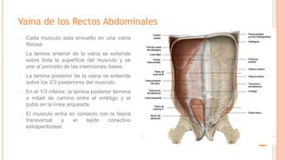 Vaina de los Rectos Abdominales
Cada musculo esta envuelto en una vaina
fibrosa.
La lamina anterior de la vaina se extiende
sobre toda la superficie del musculo y se
une al periostio de las inserciones óseas.
La lamina posterior de la vaina se extiende
sobre los 2/3 posteriores del musculo.
En el 1/3 inferior, la lamina posterior termina
a mitad de camino entre el ombligo y el
pubis en la línea arqueada.
El musculo entra en contacto con la fascia
transversal y el tejido conectivo
extraperitoneal.
 