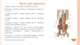 Recto del abdomen
Origen: cresta, tubérculo y sínfisis del pubis
Inserción: Apofisis xifoides y cartílagos costales de
5ª a la 7ª
Lengüeta lateral - borde inferior del 5° cartílago
costal
Lengüeta media - borde inferior del 6° cartílago
costal
Lengüeta medial – borde inferior de 7° cartílago
costal hasta apófisis xifoides
Irrigación: Ramas de las arterias intercostales
anteriores, atrerias epigástrica superior e inferior ,
Arterias circunflejas iliacas superficiales y
profundas.
Inervación: Nervios toracoabdominales (ramos
anteriores de los nervios espinales T6-T12)
Función: flexión del tronco
 
