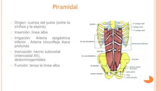 Piramidal
Origen: cuerpo del pubis (entre la
sínfisis y la espina)
Inserción: línea alba
Irrigación: Arteria epigástrica
inferior , Arteria circunfleja iliaca
profunda
Inervación: nervio subcostal
(intercostal XII),
abdominogenitales
Función: tensa la línea alba
 