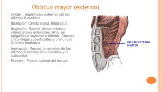 Oblicuo mayor (externo)
Origen: Superficies externas de las
ultimas 8 costillas
Inserción: Cresta iliaca, línea alba
Irrigación: Ramas de las arterias
intercostales anteriores, Arterias
epigástrica superior e inferior, Arterias
circunflejas superficiales y profundas,
Arterias lumbares
Inervación:Ramas terminales de los
últimos 5 nervios intercoslates y el
subcostal.
Función: Flexion lateral del tronco
 
