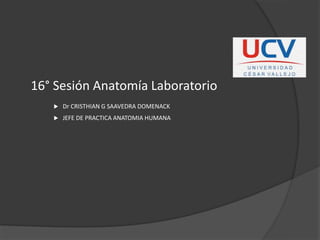 16° Sesión Anatomía Laboratorio
 Dr CRISTHIAN G SAAVEDRA DOMENACK
 JEFE DE PRACTICA ANATOMIA HUMANA
 