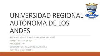 UNIVERSIDAD REGIONAL
AUTÓNOMA DE LOS
ANDES
ALUMNO: JOSUÉ DAVID CARRASCO SAGACHE
SEMESTRE: SEGUNDO
PARALELO : “A”
DOCENTE: DR. ARMANDO QUINTANA
CATEDRA: ANATOMÍA II
 