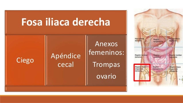 Topografia del abdomen