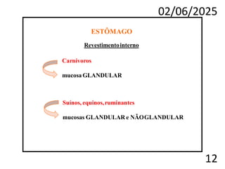 02/06/2025
12
Revestimentointerno
Carnívoros
mucosa GLANDULAR
Suínos, equinos,ruminantes
mucosas GLANDULAR e NÃOGLANDULAR
ESTÔMAGO
 
