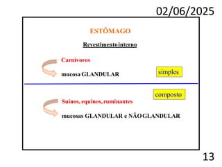02/06/2025
13
Revestimentointerno
Carnívoros
mucosa GLANDULAR
Suínos, equinos,ruminantes
mucosas GLANDULAR e NÃOGLANDULAR
ESTÔMAGO
simples
composto
 