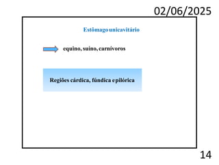 02/06/2025
14
Estômagounicavitário
equino, suíno,carnívoros
Regiões cárdica, fúndica epilórica
 