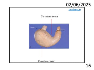 02/06/2025
16
ESTÔMAGO
Curvatura menor
CARDIA
PILORO
Curvatura maior
 