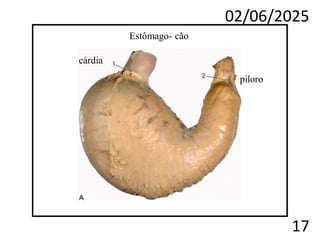 02/06/2025
17
Estômago- cão
cárdia
piloro
 