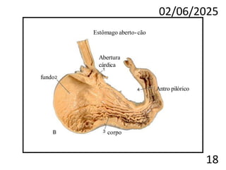 02/06/2025
18
Estômago aberto-cão
Abertura
cárdica
fundo
Antro pilórico
corpo
 