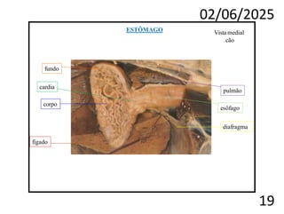 02/06/2025
19
Vista medial
cão
corpo
fígado
diafragma
cardia
fundo
pulmão
esôfago
ESTÔMAGO
 