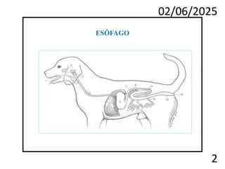 02/06/2025
2
ESÔFAGO
 