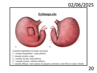 02/06/2025
20
Estômago-cão
1camada longitudinal revestido curvaturas
1`- camada longitudinal – parte pilórica
2 camada circular- corpo
2`- camada circular- parte pilórica
2``- camada circular- esfíncter pilórico
3 camada oblíqua- mais espessa na pequena curvatura e mais fina no corpo e fundo
 