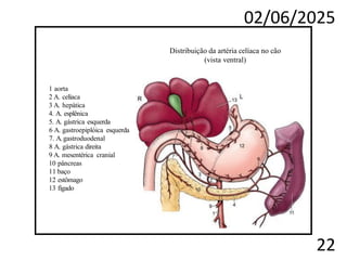 02/06/2025
22
Distribuição da artéria celíaca no cão
(vista ventral)
1 aorta
2 A. celíaca
3 A. hepática
4. A. esplênica
5. A. gástrica esquerda
6 A. gastroepiplóica esquerda
7. A.gastroduodenal
8 A. gástrica direita
9 A. mesentérica cranial
10 pâncreas
11 baço
12 estômago
13 fígado
 