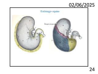 02/06/2025
24
gls. gástricas
gls. pilóricas
Estômago-equino
Margem pregueada
 