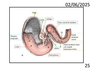 02/06/2025
25
esôfago
cárdia
fundo
Margem
pregueada
corpo
Parte pilórica
piloro
Parte cranial do duodeno
Papila duodenal maior
com ampola
hepatopancreática
Papila
duodenal
menor
 