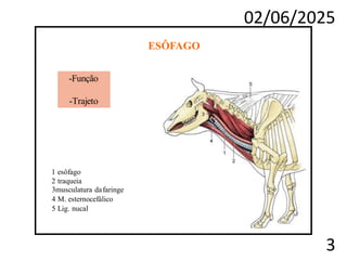 02/06/2025
3
ESÔFAGO
-Função
-Trajeto
1 esôfago
2 traqueia
3musculatura dafaringe
4 M. esternocefálico
5 Lig. nucal
 