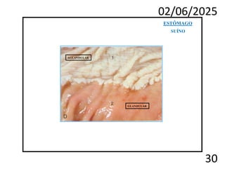 02/06/2025
30
AGLANDULAR
GLANDULAR
ESTÔMAGO
SUÍNO
 